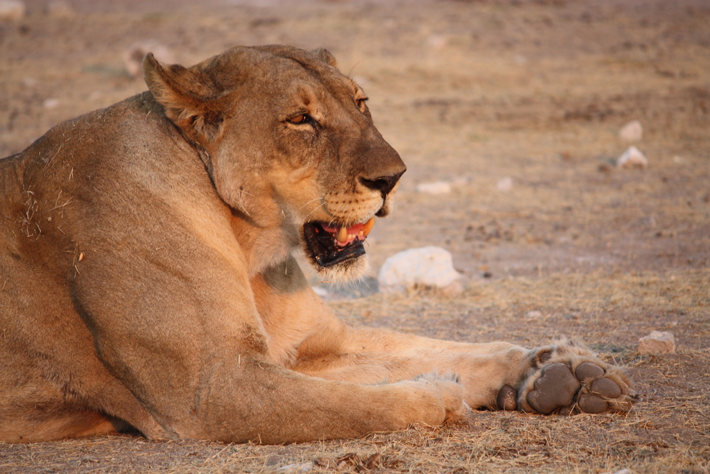 Lioness 